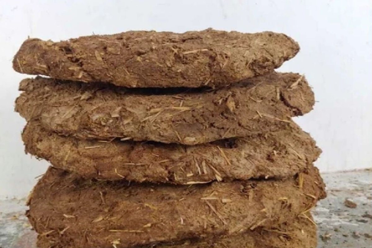 Cow Dung Export